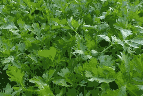 西芹种植条件(西芹种植方法及适应地)